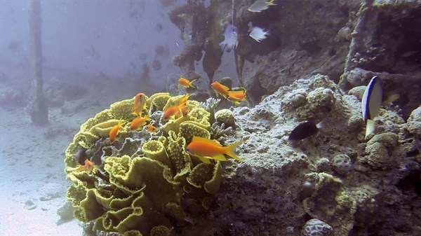 אלמוגים בים האדום
